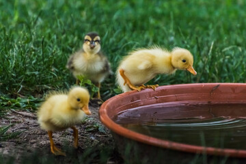 three runner ducks walk to a water bowl
