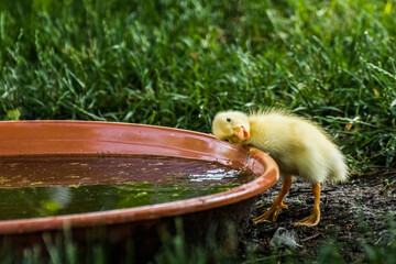 yellow baby running duck looks into the camera