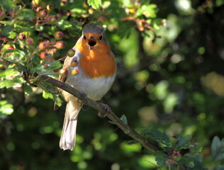 Cock robin redbreast singing with beak open in berry tree