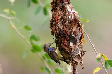 Olive backed sunbird, Father bird feeding baby