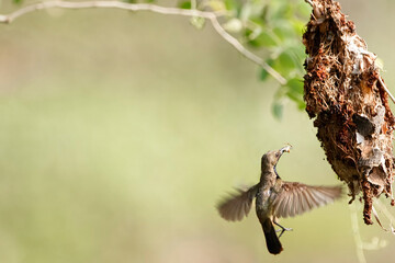 Olive backed sunbird, Father bird feeding baby