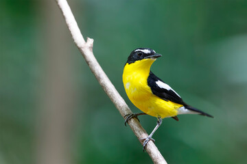 Yellow-rumped flycatcher (Ficedula zanthopygia) the beautiful ye
