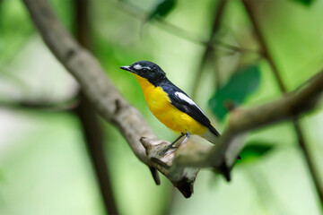 Yellow-rumped flycatcher (Ficedula zanthopygia) the beautiful ye