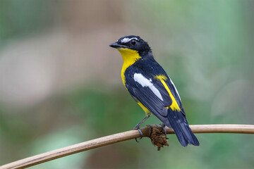 Yellow-rumped flycatcher (Ficedula zanthopygia) the beautiful ye