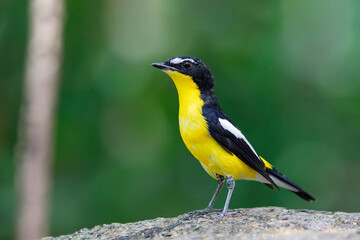 Fototapeta premium Yellow-rumped flycatcher (Ficedula zanthopygia) the beautiful ye