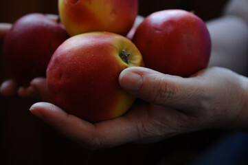 food photography of red garden apples in the wrinkled hands of an elderly senior woman close up