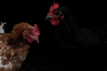 Blurred image of black and ginger chicken in the darkness. Hen over black backgroud.