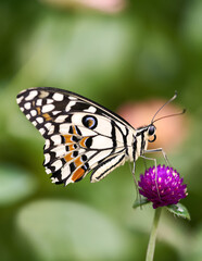 Fototapeta na wymiar Macro of a Spot Winged White Butterfly on Purple Flower