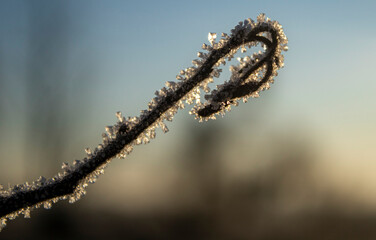 caterpillar on a branch