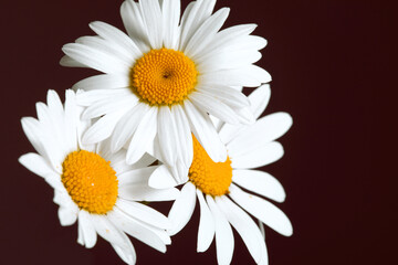 Obraz premium Daisy flowers on dark background