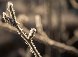 frost on branches