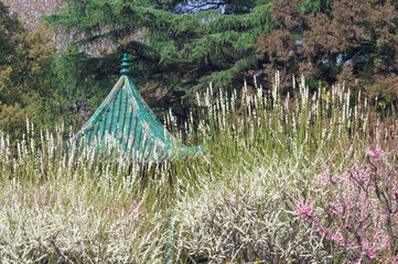Plum blossoms in full bloom in Wuhan East Lake Plum blossom Garden in spring