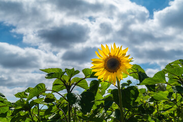 Lonely sunflower on a green field
