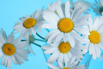 Daisy flower on blue background