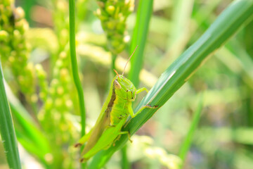 コバネイナゴ　イナゴ　食害　バッタ　稲