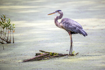 Great Blue Heron standing in a green marsh in the sunlight