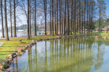 Plum blossoms in full bloom in Wuhan East Lake Plum blossom Garden in spring