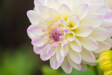 white dahlia flower with rain drops in the garden, soft focus.