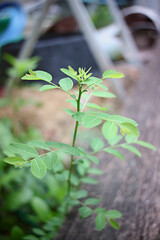 The tender shoots of the tree are green with a blurry bokeh background.