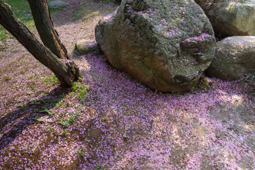 Plum blossoms in full bloom in Wuhan East Lake Plum blossom Garden in spring