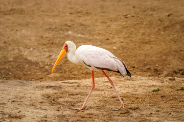 Yellow-billed Stork (Mycteria ibis), Queen Elizabeth National Park, Uganda.
