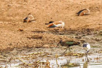 Hadada ibis (Bostrychia hagedash), also called hadeda and African sacred ibis (Threskiornis aethiopicus) , Queen Elizabeth National Park, Uganda.