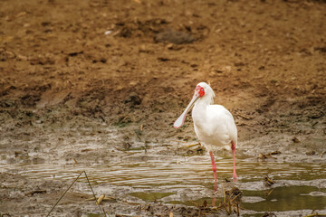 African spoonbill (Platalea alba) foraging in shallow water, Queen Elizabeth National Park, Uganda.