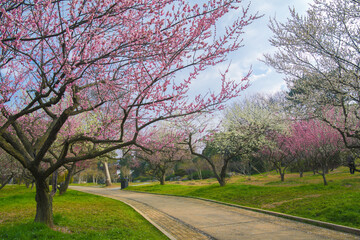 Obraz premium Plum blossoms in full bloom in Wuhan East Lake Plum blossom Garden in spring