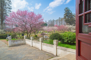 Plum blossoms in full bloom in Wuhan East Lake Plum blossom Garden in spring