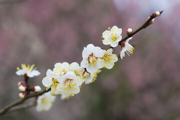 Plum blossoms in full bloom in Wuhan East Lake Plum blossom Garden in spring
