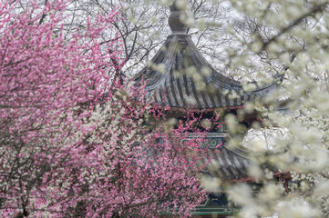 Plum blossoms in full bloom in Wuhan East Lake Plum blossom Garden in spring