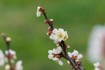 Plum blossoms in full bloom in Wuhan East Lake Plum blossom Garden in spring