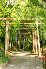 Bamboo Arch