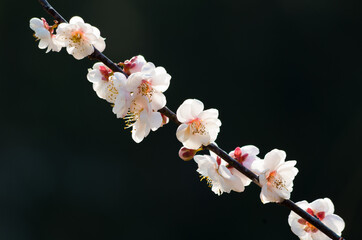 Plum blossoms in full bloom in Wuhan East Lake Plum blossom Garden in spring