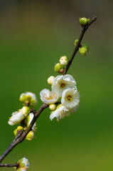 Plum blossoms in full bloom in Wuhan East Lake Plum blossom Garden in spring