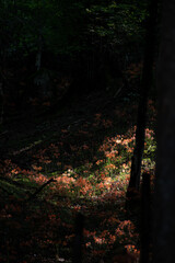 光輝くお花畑　キツネノカミソリ