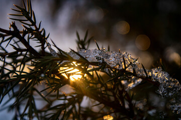 sunset in the forest