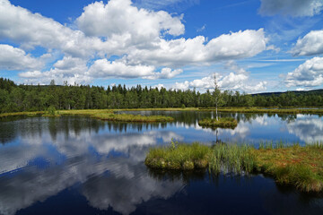 Fototapeta na wymiar Beautiful mirroring peat bog lake with single birch on island in Sumava mountains national park on sunny summer day, Chalupska slat, Czech Republic