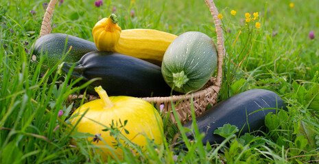 Autumn vegetables in a basket on a background of green meadow. Harvest of zucchini, yellow pumpkin placed in a basket in a sunny day. Banner.