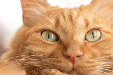 じっと見る猫　　茶トラ猫