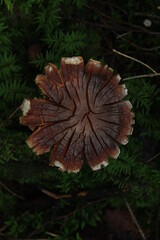 mushroom in the forest