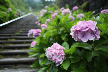 別子銅山 東平 インクライン跡に咲く紫陽花 -東洋のマチュピチュ-