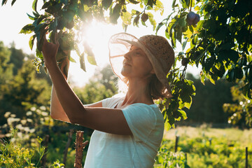 Woman picking fruit from a plum tree