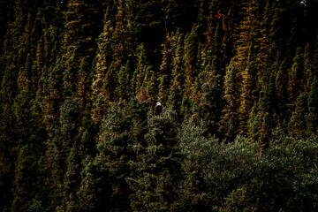 bald eagle on trees
