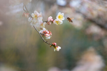 Plum blossoms in full bloom in Wuhan East Lake Plum blossom Garden in spring