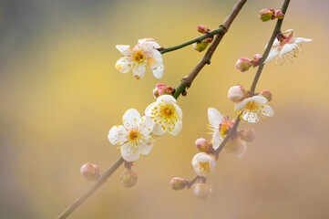 Plum blossoms in full bloom in Wuhan East Lake Plum blossom Garden in spring
