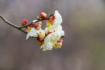 Plum blossoms in full bloom in Wuhan East Lake Plum blossom Garden in spring