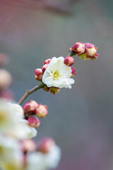 Plum blossoms in full bloom in Wuhan East Lake Plum blossom Garden in spring