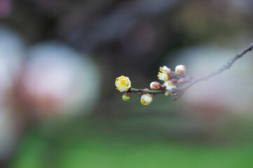Plum blossoms in full bloom in Wuhan East Lake Plum blossom Garden in spring