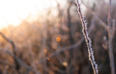 frozen grass in the sunset
